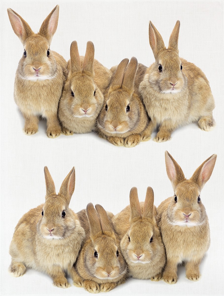 255-651_2222 DIGITĀLI APDRUKĀTS VIRTUVES DVIELIS 50*70CM "TRUŠI" - Image 1